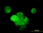 MAPK13 / p38delta Antibody (clone 2D8)